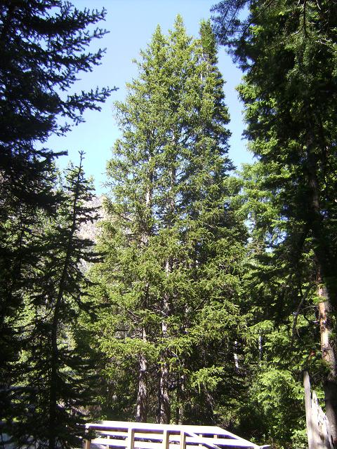 Englemann Spruce Tree